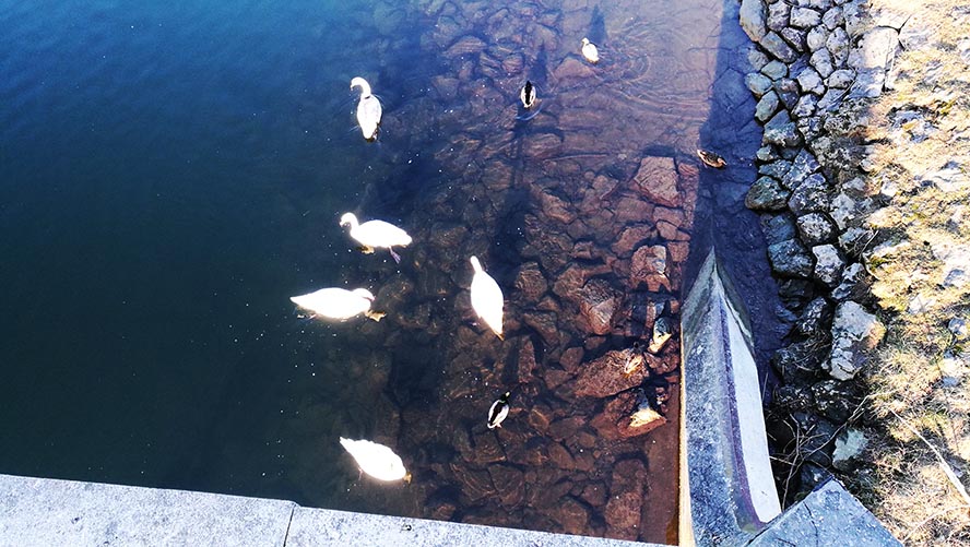 У опор моста  гуси и лебеди ждут....